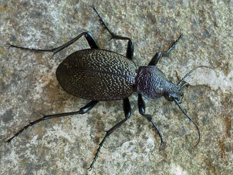 Carabus scabrosus tauricus Bonelli, 1810